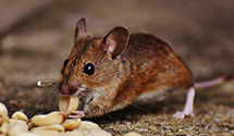 24 Hour & Emergency Exterminators in Depoe Bay, OR